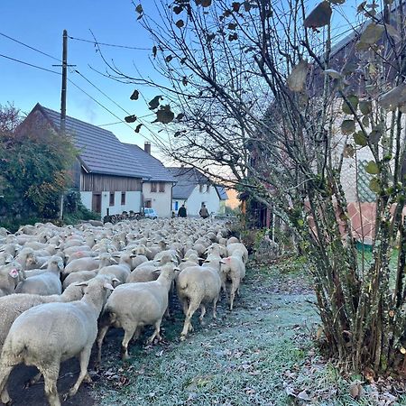 Maison Independante De Montagne En Alsace Bellefosse Esterno foto