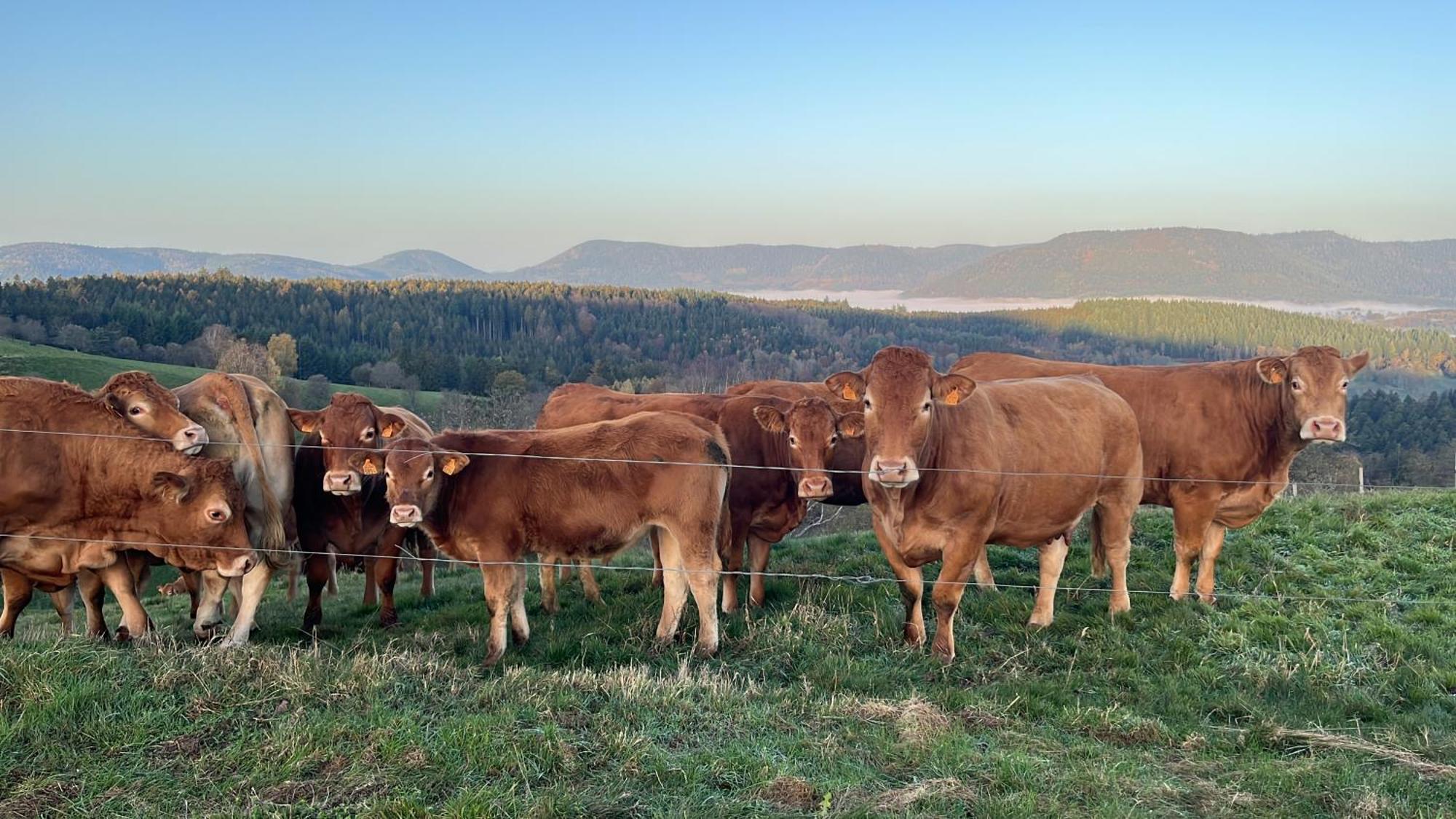 Maison Independante De Montagne En Alsace Bellefosse Esterno foto